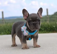 Arnold, a male French Bulldog for sale in Fresno, OH – Photo 2 of 7