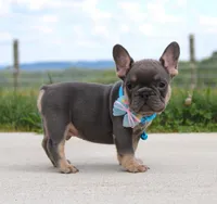 Arnold, a male French Bulldog for sale in Fresno, OH – Photo 3 of 7