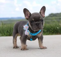 Arnold, a male French Bulldog for sale in Fresno, OH – Photo 4 of 7