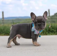Arnold, a male French Bulldog for sale in Fresno, OH – Photo 1 of 7