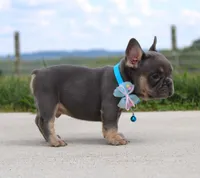 Arnold, a male French Bulldog for sale in Fresno, OH – Photo 5 of 7