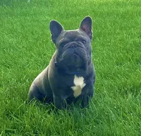 Thor, a male French Bulldog for sale in Fresno, OH – Photo 4 of 5