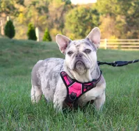 Thor, a male French Bulldog for sale in Fresno, OH – Photo 5 of 5