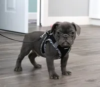 Thor, a male French Bulldog for sale in Fresno, OH – Photo 3 of 5