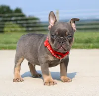 Brock, a male French Bulldog for sale in Fresno, OH – 3 of 6