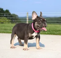 Stella, a female French Bulldog for sale in Fresno, OH – 4 of 10