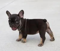 Hershy, a male French Bulldog for sale in Fresno, OH – 4 of 7