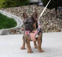 Jana, a female French Bulldog for sale in Fresno, OH – 2 of 10