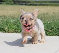 Ava, a female French Bulldog for sale in Fresno, OH – Photo 9 of 9