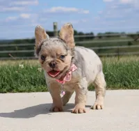 Ava, a female French Bulldog for sale in Fresno, OH – Photo 2 of 9