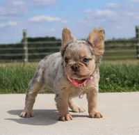 Ava, a female French Bulldog for sale in Fresno, OH – Photo 8 of 9