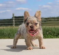 Ava, a female French Bulldog for sale in Fresno, OH – Photo 1 of 9