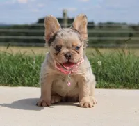 Ava, a female French Bulldog for sale in Fresno, OH – Photo 5 of 9