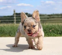 Ava, a female French Bulldog for sale in Fresno, OH – Photo 7 of 9