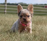 Ava, a female French Bulldog for sale in Fresno, OH – Photo 4 of 9