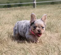 Ava, a female French Bulldog for sale in Fresno, OH – Photo 6 of 9