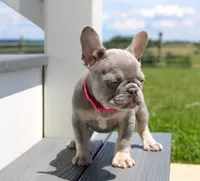 Lilly (SOLD), a female French Bulldog for sale in Fresno, OH – 2 of 9