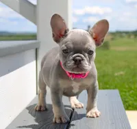 Lilly (SOLD), a female French Bulldog for sale in Fresno, OH – 7 of 9