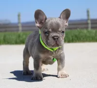 Lucky, a male French Bulldog for sale in Fresno, OH – Photo 2 of 7