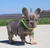 Lucky, a male French Bulldog for sale in Fresno, OH – Photo 4 of 7