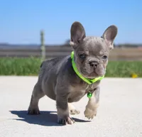 Lucky, a male French Bulldog for sale in Fresno, OH – Photo 3 of 7