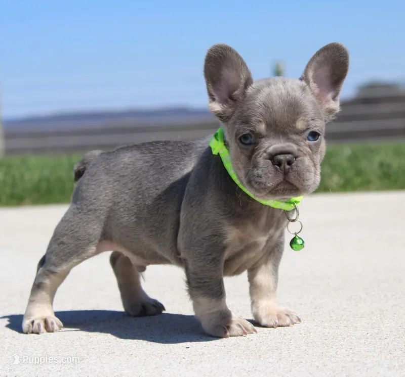 Lucky – French Bulldog puppy for sale in Fresno, OH