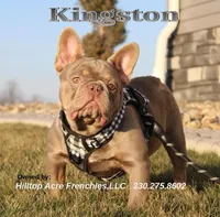 Lucky, a male French Bulldog for sale in Fresno, OH – Photo 6 of 7
