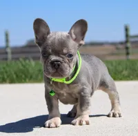Lucky, a male French Bulldog for sale in Fresno, OH – Photo 5 of 7