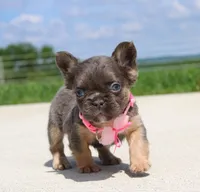 Jana, a female French Bulldog for sale in Fresno, OH – 3 of 8