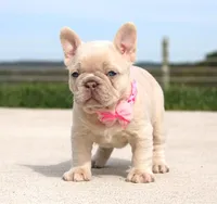 Miranda, a female French Bulldog for sale in Fresno, OH – Photo 4 of 8