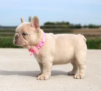 Miranda, a female French Bulldog for sale in Fresno, OH – Photo 6 of 8