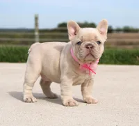 Miranda, a female French Bulldog for sale in Fresno, OH – Photo 2 of 8