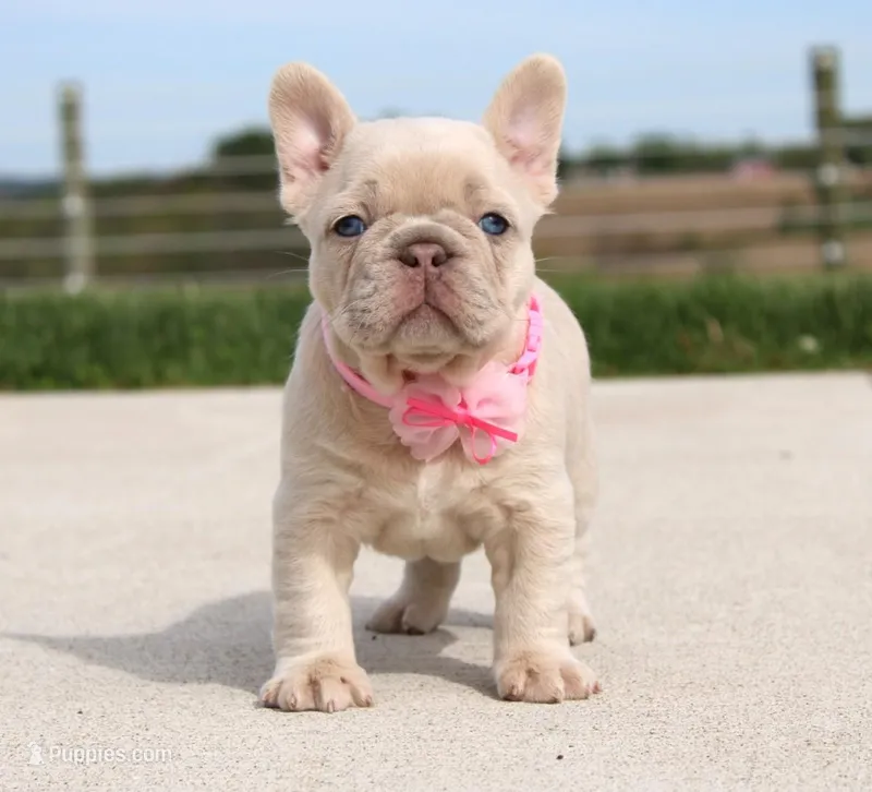 Miranda – French Bulldog puppy for sale in Fresno, OH