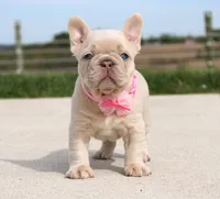 Miranda, a female French Bulldog for sale in Fresno, OH – Photo 1 of 8