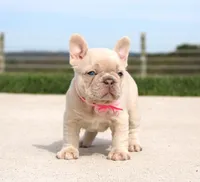 Miranda, a female French Bulldog for sale in Fresno, OH – Photo 3 of 8
