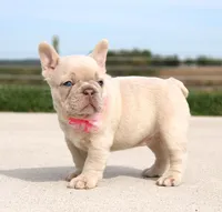 Miranda, a female French Bulldog for sale in Fresno, OH – Photo 5 of 8
