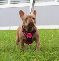 Miranda, a female French Bulldog for sale in Fresno, OH – Photo 7 of 8