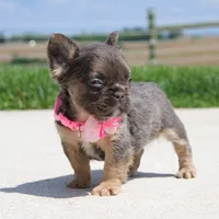 Jana, a female French Bulldog for sale in Fresno, OH – 2 of 8