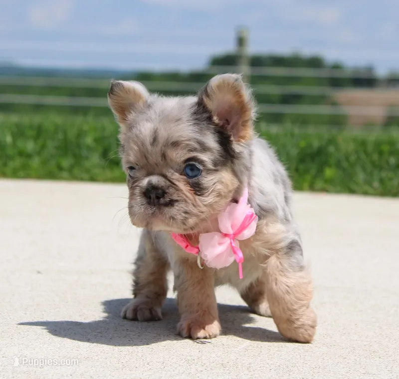 Macie – French Bulldog puppy on hold in Fresno, OH