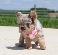 Macie, a female French Bulldog for sale in Fresno, OH – 3 of 9