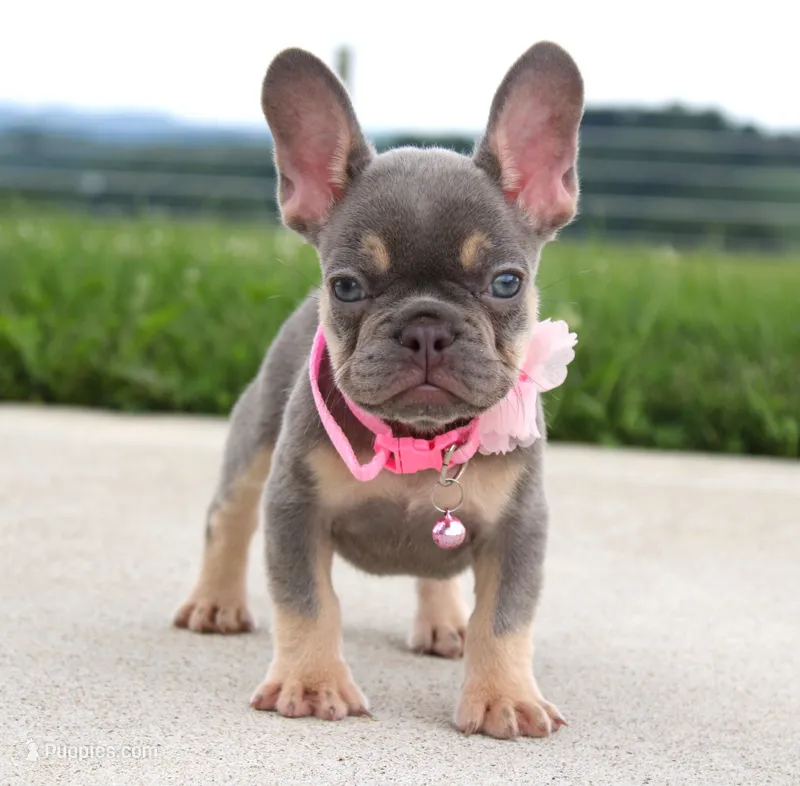 Penny – French Bulldog puppy for sale in Fresno, OH