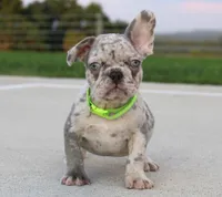 Arnold, a male French Bulldog for sale in Fresno, OH – 1 of 7