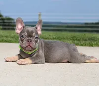 Hank, a male French Bulldog for sale in Fresno, OH – 1 of 5