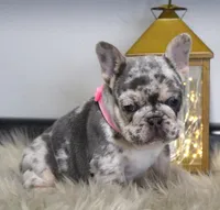 Princes, a female French Bulldog for sale in Fresno, OH – Photo 4 of 7