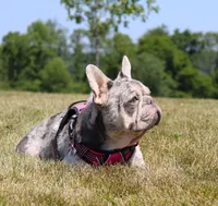 Princes, a female French Bulldog for sale in Fresno, OH – Photo 7 of 7