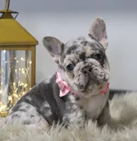 Princes, a female French Bulldog for sale in Fresno, OH – Photo 1 of 7