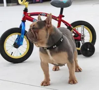 Princes, a female French Bulldog for sale in Fresno, OH – Photo 6 of 7