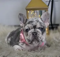 Princes, a female French Bulldog for sale in Fresno, OH – Photo 2 of 7