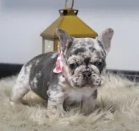 Princes, a female French Bulldog for sale in Fresno, OH – Photo 3 of 7