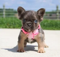Jana, a female French Bulldog for sale in Fresno, OH – 4 of 8